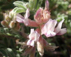 Astragalus andersonii