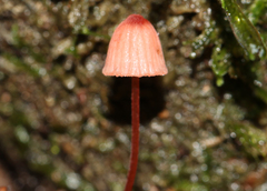Mycena toyerlaricola