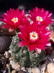 Gymnocalycium