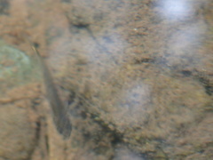 Rhinichthys atratulus