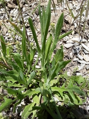 Centaurea solstitialis
