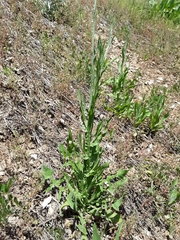 Centaurea solstitialis