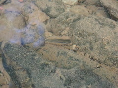 Rhinichthys atratulus