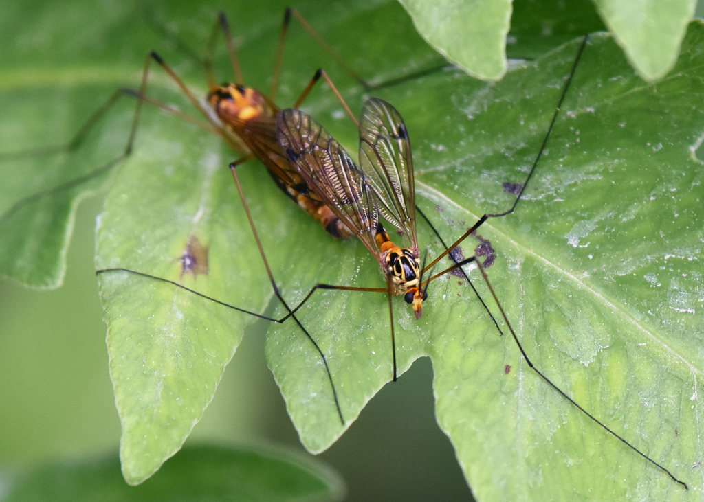 Tipula nobilis