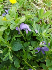 Viola langsdorffii