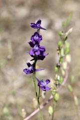 Delphinium hesperium