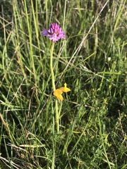 Anacamptis pyramidalis