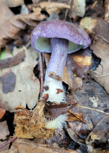 Calocybe ionides — (c) Virn Stothers, some rights reserved (CC BY)