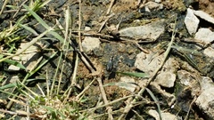 Cicindela haemorrhagica