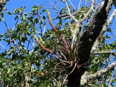 Tillandsia rodrigueziana