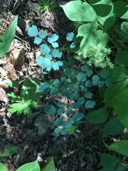 Thalictrum venulosum