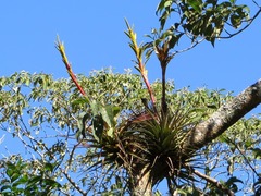 Tillandsia rodrigueziana