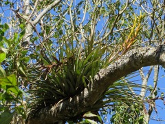 Tillandsia rodrigueziana