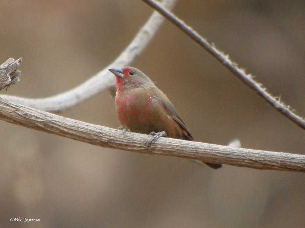 Chad Firefinch photo