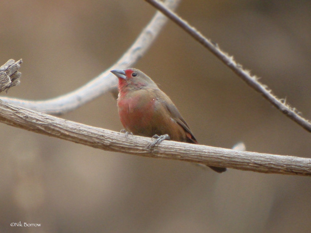 Chad Firefinch illustration