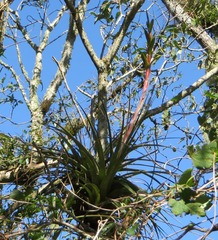 Tillandsia rodrigueziana