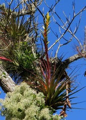 Tillandsia rodrigueziana