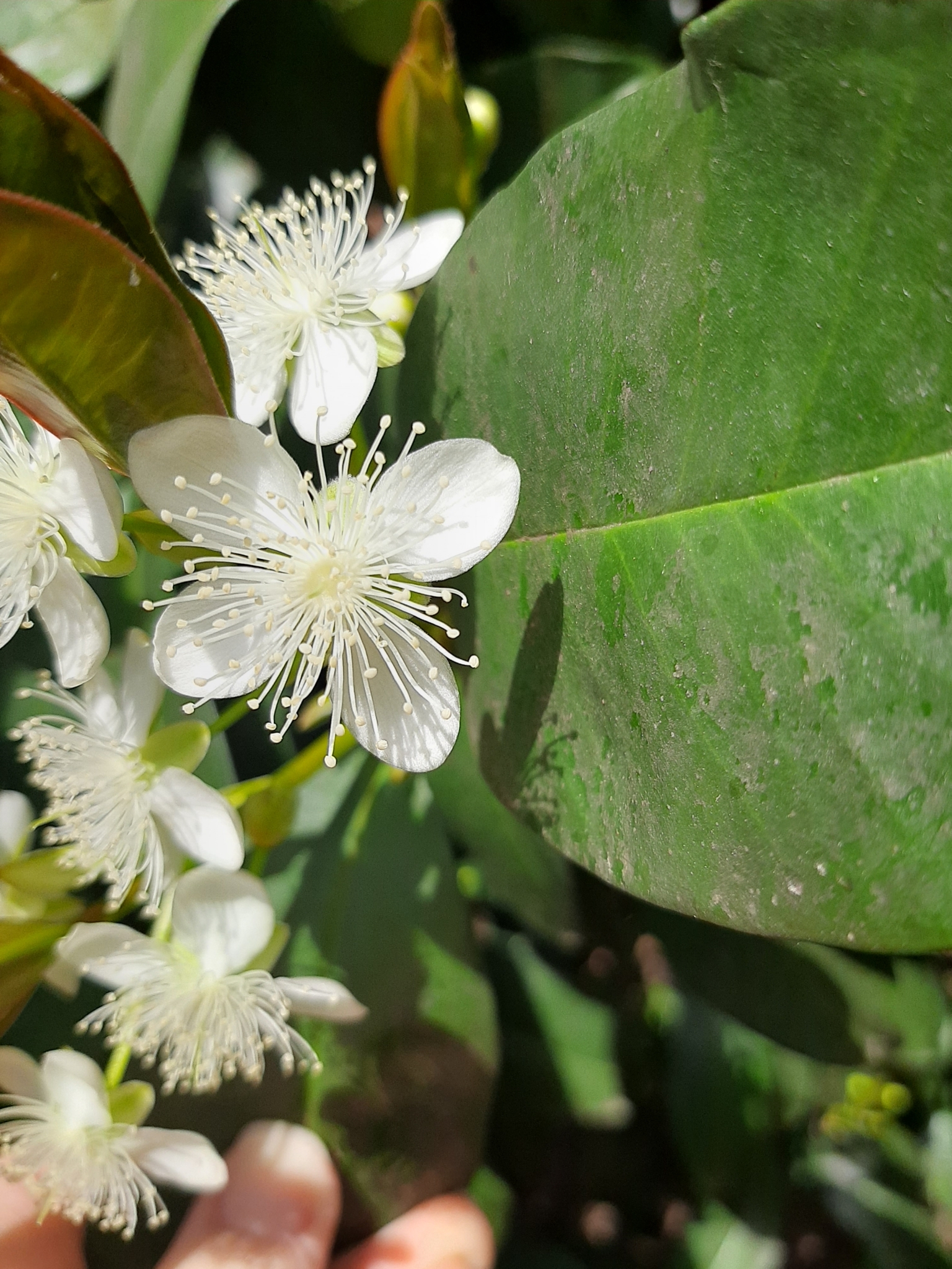 Eugenia brasiliensis