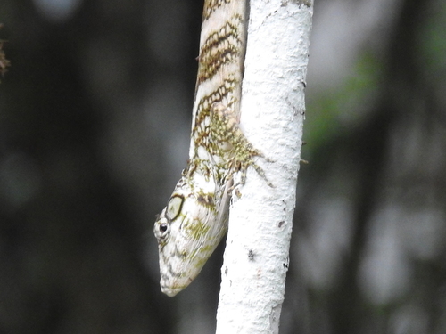 Las Cruces Giant Anole, Anolis savagei