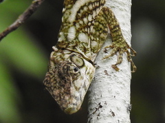Anolis savagei