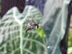 Micrathena lucasi
