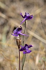 Delphinium hesperium
