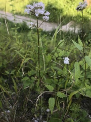 Valeriana officinalis