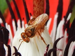 Oxytrigona mellicolor