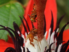 Oxytrigona mellicolor