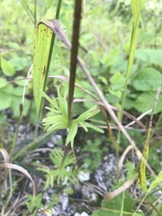 Valeriana officinalis