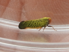 Colpopterinae
