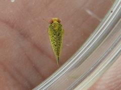 Colpopterinae