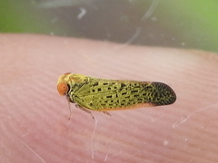 Colpopterinae