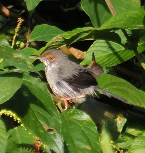 Long-billed Forest Warbler (Artisornis moreaui), photo 6