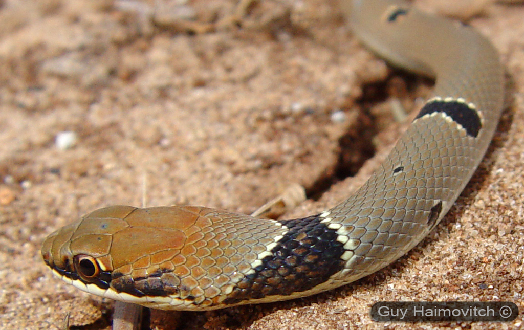 Red Whip Snake