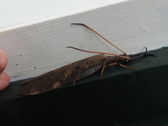 Corydalus peruvianus