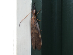 Corydalus peruvianus