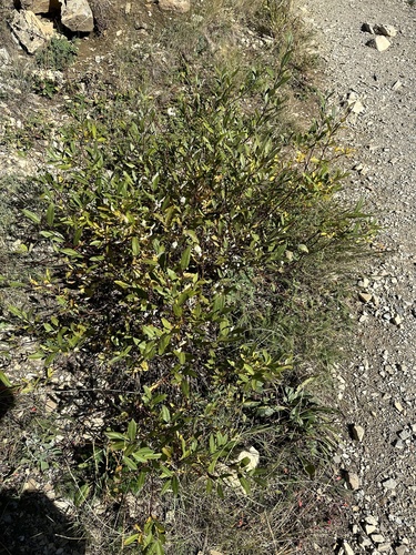 Image of Salix drummondiana by no rights reserved