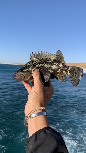 Leopard wirrah (Acanthistius pardalotus) — Serranidae — 2