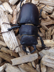 Lucanus mazama