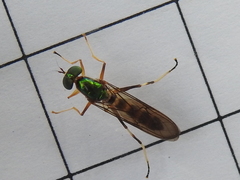 Merosargus