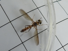 Merosargus
