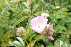Sidalcea calycosa rhizomata