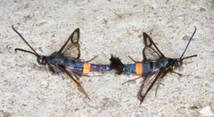 Synanthedon myopaeformis