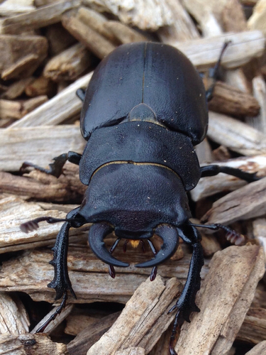 Cottonwood Stag Beetle