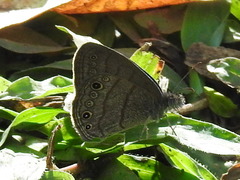 Hermeuptychia harmonia