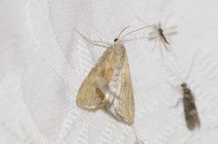 Elophila gyralis