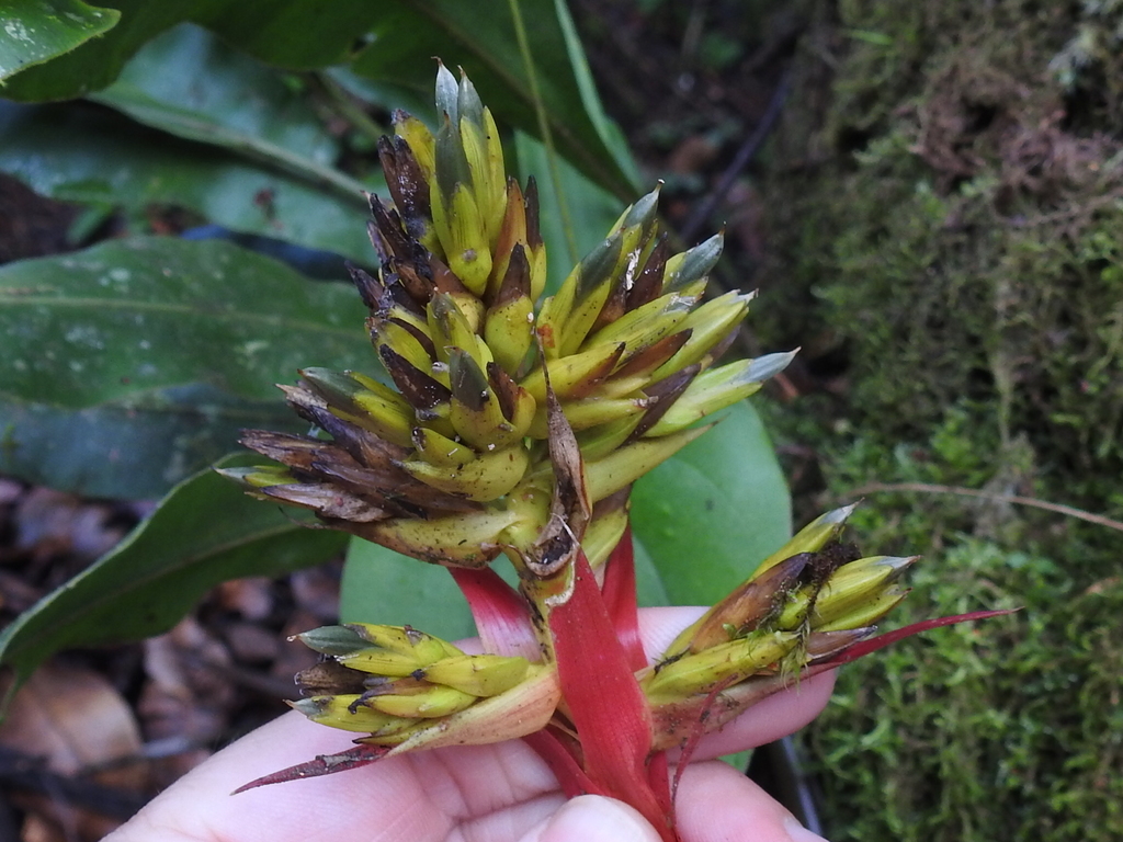 Guzmania zahnii; photograph (c) Sam Kieschnick, some rights reserved (CC BY)