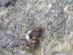 Noctuana lactifera