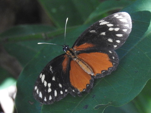 Eresia sticta